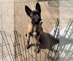 Small #21 German Shepherd Dog