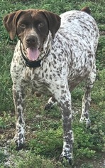 Mother of the German Shorthaired Pointer puppies born on 07/01/2017