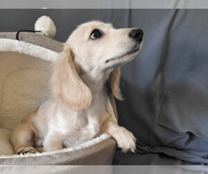 Dachshund Puppy for sale in BRISTOL, TN, USA