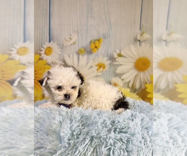 Medium Photo #4 ShihPoo Puppy For Sale in RIPLEY, MS, USA