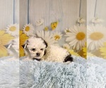 Small #3 ShihPoo