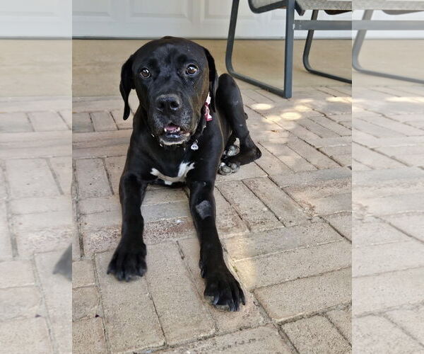 Medium Photo #2 Mutt Puppy For Sale in Euless, TX, USA