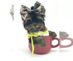 Small Photo #10 Yorkshire Terrier Puppy For Sale in CORAL SPRINGS, FL, USA