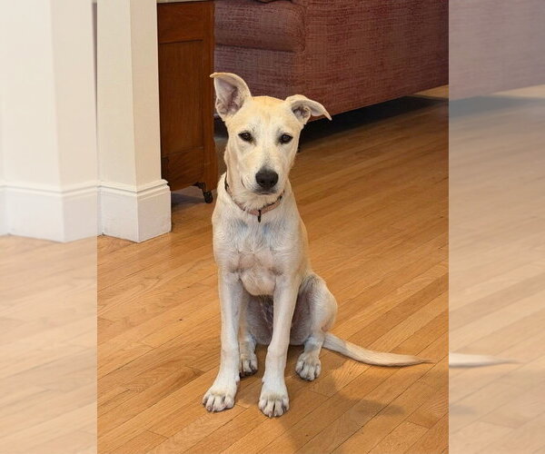 Medium Photo #5 Labrenees Puppy For Sale in Boston, MA, USA