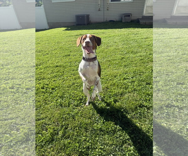Medium Photo #1 Mutt Puppy For Sale in Fenton, MO, USA