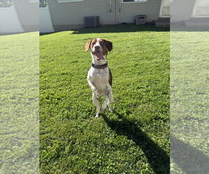 Mutt Dogs for adoption in Fenton, MO, USA