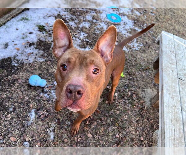 Medium Photo #3 Mutt Puppy For Sale in Plano, TX, USA