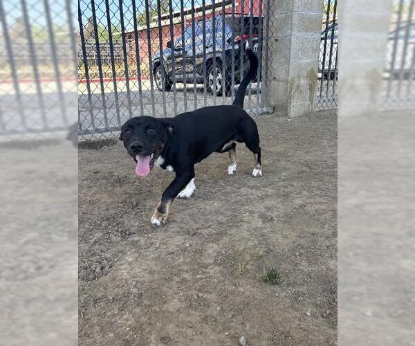 Medium Photo #1 Mutt Puppy For Sale in Riverside, CA, USA