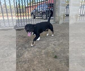 Mutt Dogs for adoption in Riverside, CA, USA