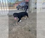 BANDIT - Male Mutt Dog for Adoption - Small photo