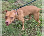 Small #1 American Staffordshire Terrier