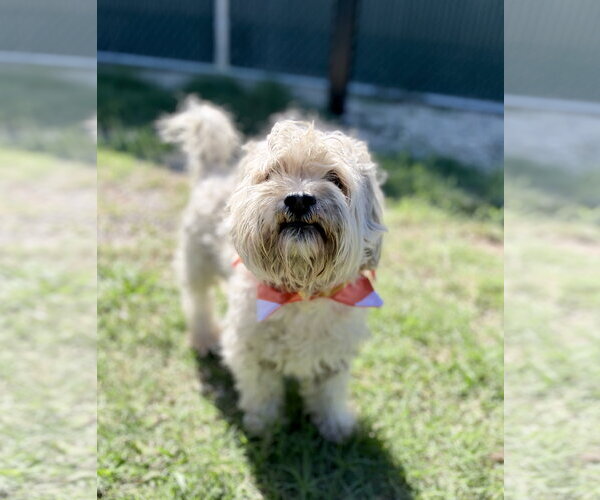 Medium Photo #3 Mutt Puppy For Sale in McKinney, TX, USA
