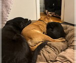 Small #2 Chow Chow Mix
