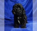 Small Photo #2 ShihPoo Puppy For Sale in CLEARWATER, FL, USA