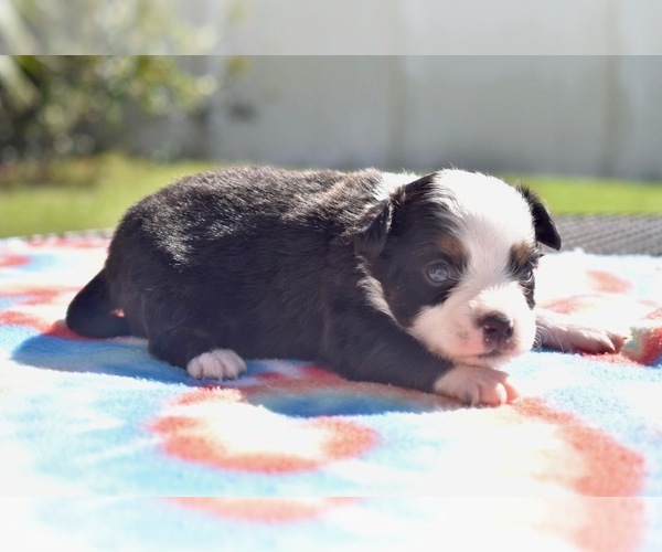 Medium Photo #1 Miniature Australian Shepherd Puppy For Sale in PALM COAST, FL, USA