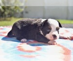 Dally - Male Miniature Australian Shepherd Puppy for Sale - Small photo
