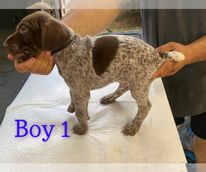 German Shorthaired Pointer Puppy for sale in CONROE, TX, USA