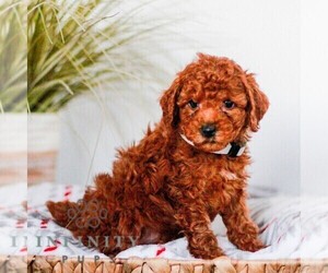 Poodle (Miniature) Puppy for sale in LAGRANGE, IN, USA