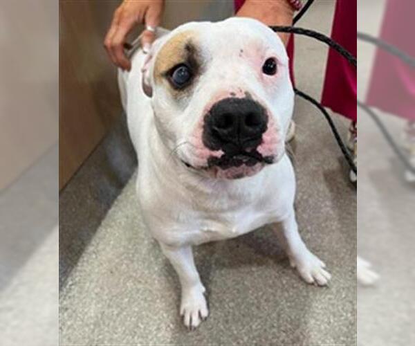 Medium Photo #1 Staffordshire Bull Terrier-Unknown Mix Puppy For Sale in Louisville, KY, USA