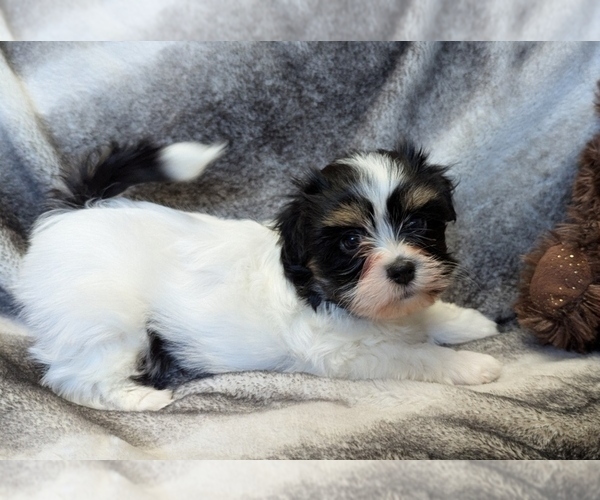 Medium Photo #3 Havanese Puppy For Sale in POST FALLS, ID, USA