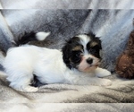 Small #2 Havanese