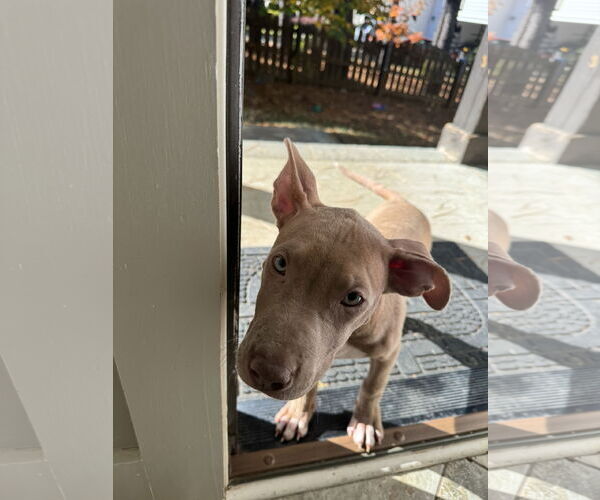 Medium Photo #18 American Staffordshire Terrier-Unknown Mix Puppy For Sale in Holly Springs, NC, USA