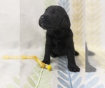 Small #10 Labradoodle
