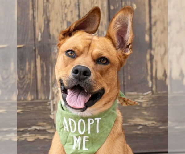 Medium Photo #27 American Staffordshire Terrier-German Shepherd Dog Mix Puppy For Sale in Lake Forest, CA, USA