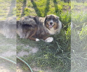 Australian Shepherd Dogs for adoption in Dallas, TX, USA