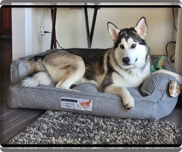 Medium Photo #1 Alaskan Malamute Puppy For Sale in SMYRNA, NY, USA