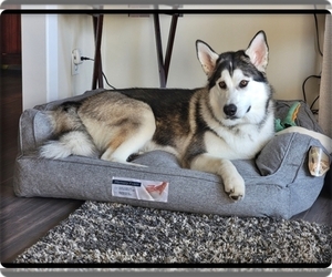 Mother of the Alaskan Malamute puppies born on 04/03/2026