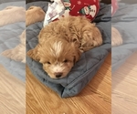 Small #2 Cavapoo-West Highland White Terrier Mix