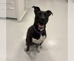 Labrador Retriever-Unknown Mix Dogs for adoption in Boston, MA, USA