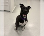 Small Labrador Retriever Mix