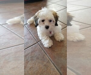 La-Chon Puppy for sale in SCOTTSDALE, AZ, USA