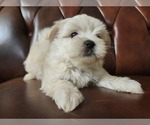 Puppy 1 Maltese