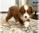 Small Photo #12 Miniature Australian Shepherd Puppy For Sale in BEATTY, OR, USA