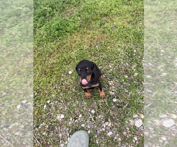 Medium Photo #1 Doberman Pinscher Puppy For Sale in MONTPELIER, OH, USA