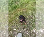 Small Doberman Pinscher