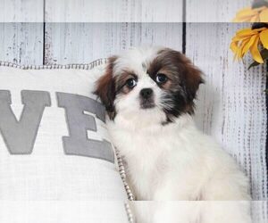 Shih Tzu Puppy for sale in MARIETTA, GA, USA