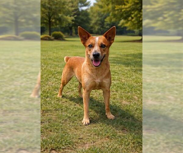 Medium Photo #1 Mutt Puppy For Sale in Globe, AZ, USA