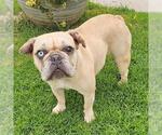Small French Bulldog
