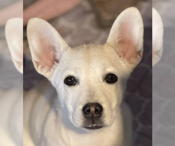 Medium Photo #10 Siberian Husky-Unknown Mix Puppy For Sale in La Verne, CA, USA