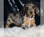 Small #2 Dachshund