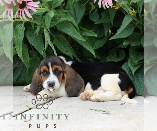 Medium Photo #4 Basset Hound Puppy For Sale in MANHEIM, PA, USA