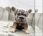 Small #15 French Bulldog