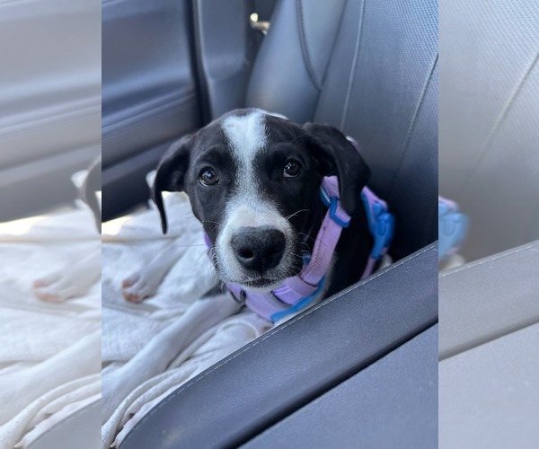Medium Photo #1 Labrador Retriever-Unknown Mix Puppy For Sale in pomfret, CT, USA