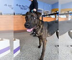 Small #11 Labrador Retriever Mix