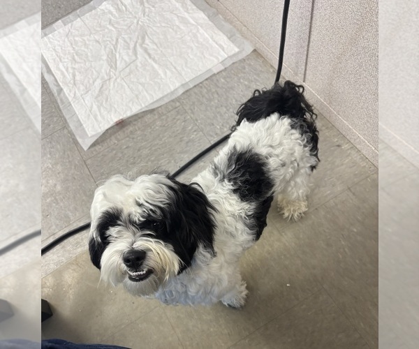 Medium Photo #1 Poodle (Toy)-ShihPoo Mix Puppy For Sale in CROSBY, TX, USA
