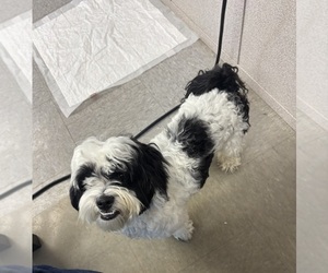 Poodle (Toy)-ShihPoo Mix Puppy for sale in CROSBY, TX, USA